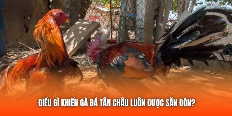 Điều gì khiến gà đá Tân Châu luôn được săn đón?