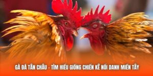 Gà Đá Tân Châu - Tìm Hiểu Giống Chiến Kê Nổi Danh Miền Tây