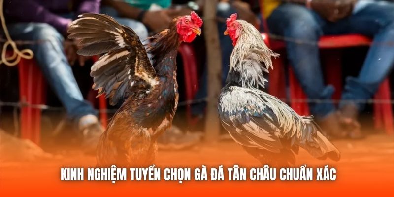 Kinh nghiệm tuyển chọn gà đá Tân Châu chuẩn xác