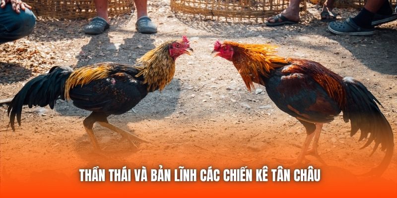 Thần thái và bản lĩnh các chiến kê Tân Châu